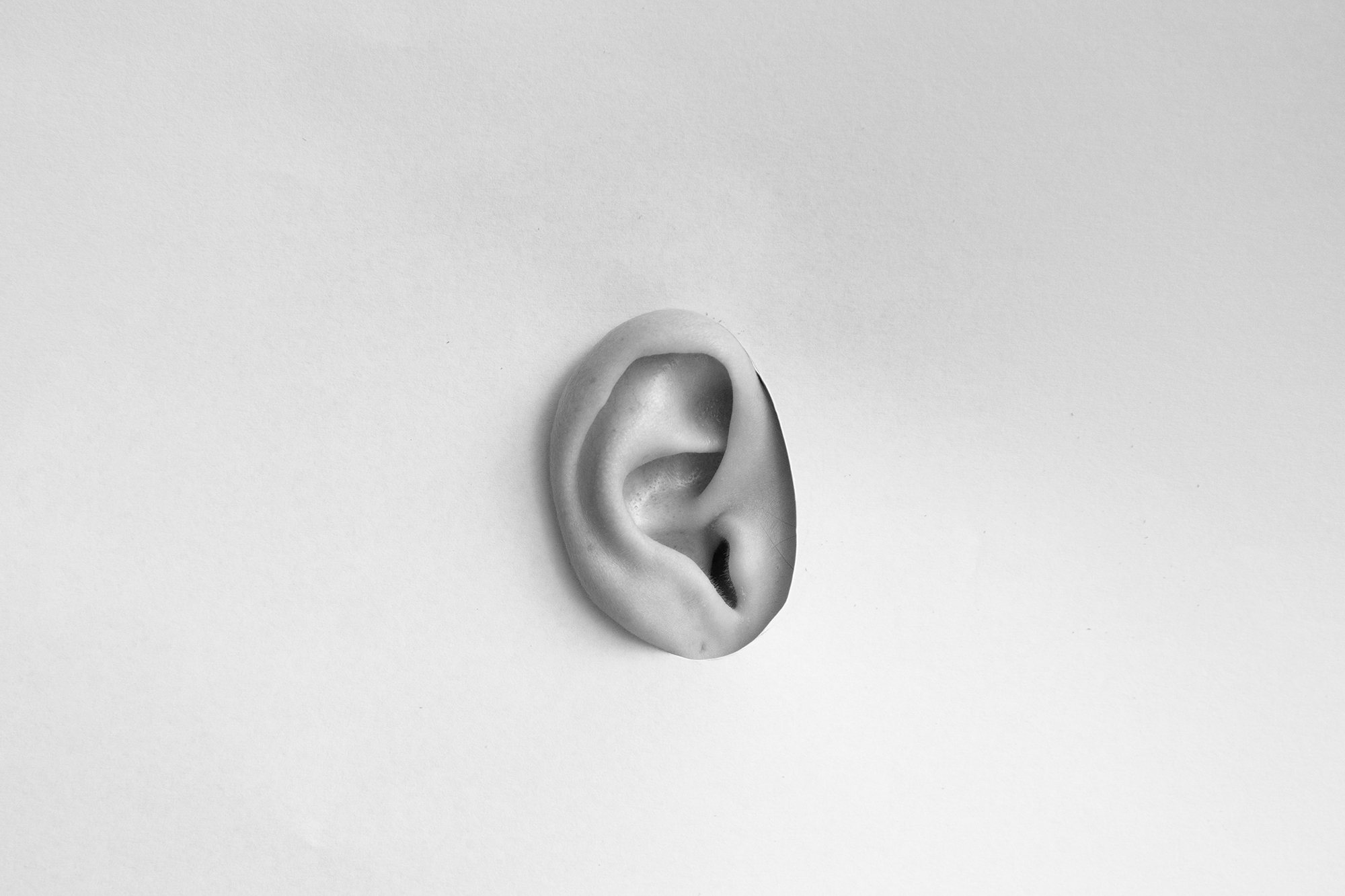 oreille grise